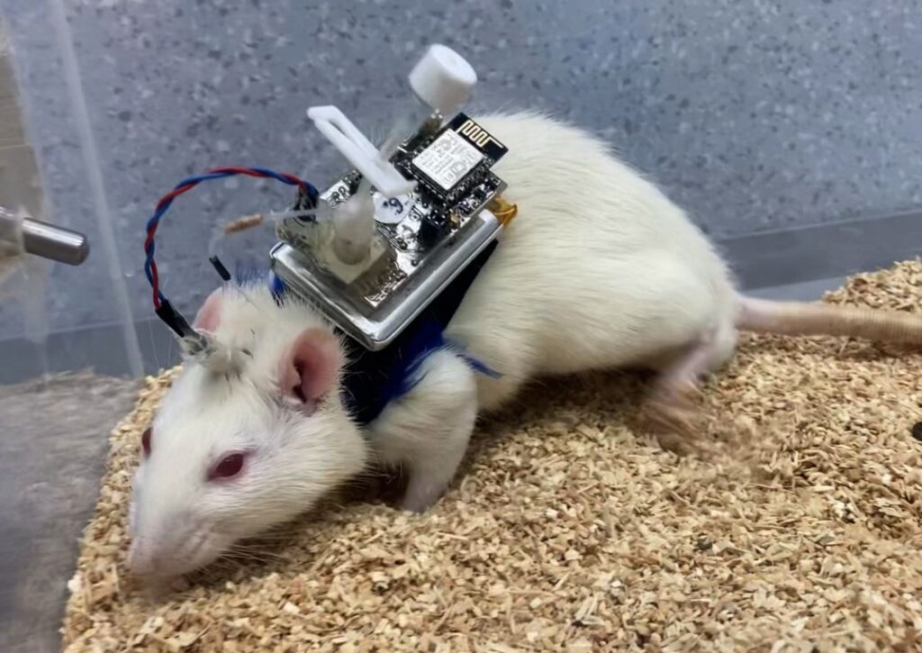 Žiurkė su implantuotais elektrodais galvoje ir belaidžiu duomenų perdavimo moduliu ant nugaros.